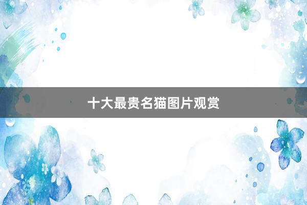 十大最贵名猫图片观赏